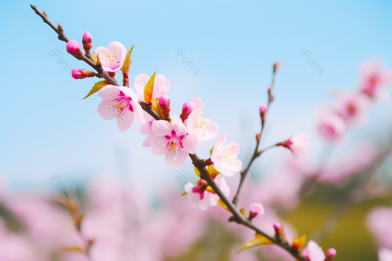 春天里盛开的粉色桃花桃树桃树枝,高清,摄影图,摄影图片,图片大全,摄影图免费下载
